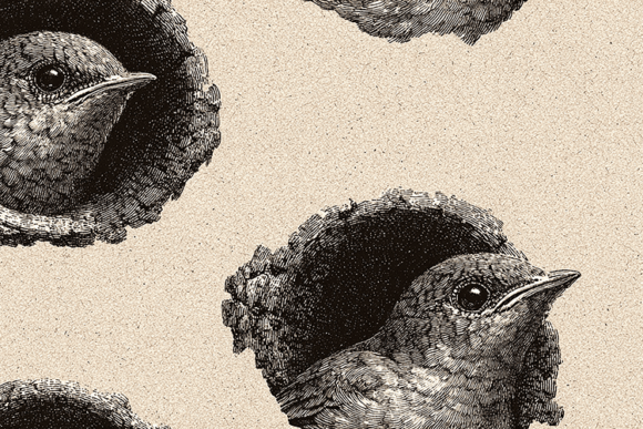 Timeless Artistry: The Vintage Engraved Bird Illustration Background